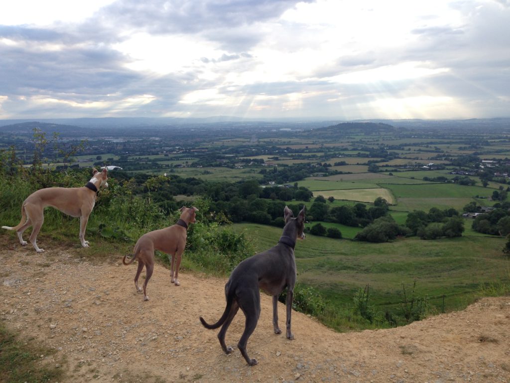 Dogs of Cheltenham